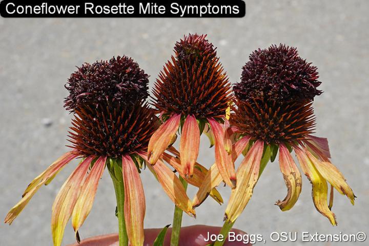 Coneflower Rosette Mite